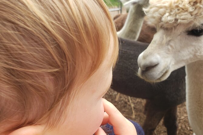 Guided Lilymoore Alpaca Farm Tour - Goats that come out to play (and why that moment matters)