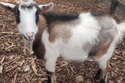 Guided Lilymoore Alpaca Farm Tour - Meet the alpacas, llamas, huarizo, goats, and miniature pig up close