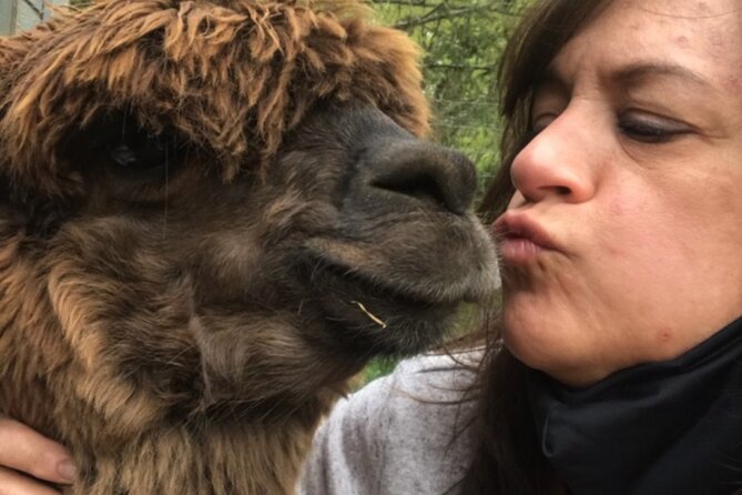 Guided Lilymoore Alpaca Farm Tour - Price and value: why $16.95 can make sense