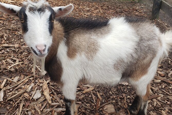 Guided Lilymoore Alpaca Farm Tour - Meet the alpacas, llamas, huarizo, goats, and miniature pig up close