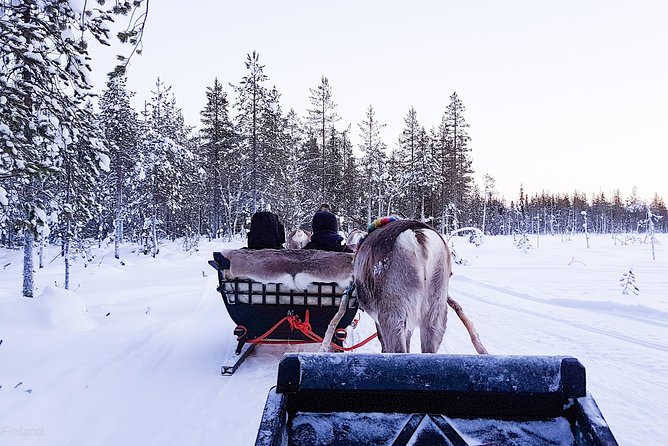 Guided reindeer farm visit and one hour sledge safari - Kopara Reindeer Park: where Lapland’s reindeer life starts