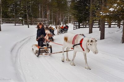 Guided reindeer farm visit and one hour sledge safari - One hour sledge safari into Pyhä-Luosto National Park