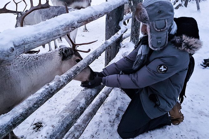 Guided reindeer farm visit and one hour sledge safari - Who should book this reindeer farm sledge safari?