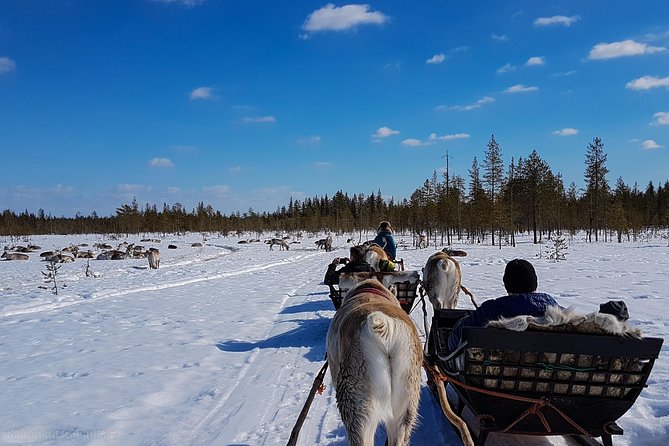 Guided reindeer farm visit and one hour sledge safari - Should you book Kairankutsu Oy’s reindeer sledge safari?
