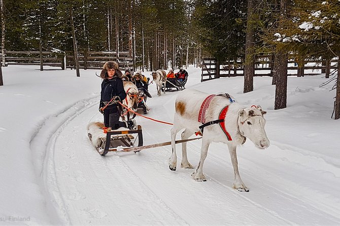 Guided reindeer farm visit and one hour sledge safari - One hour sledge safari into Pyhä-Luosto National Park