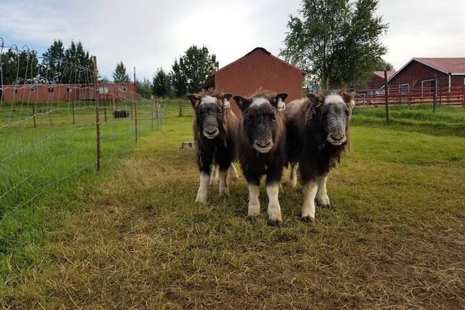 Guided Tour of Musk Ox Farm & Scenic Drive from Anchorage - Key highlights at a glance