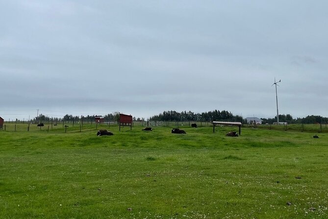 Guided Tour of Musk Ox Farm & Scenic Drive from Anchorage - The Musk Ox Farm Walk: Up Close with a Strange Survivor