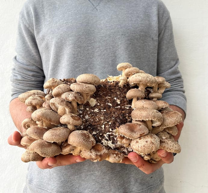 GUIDED TOUR + TASTE IN A MUSHROOM FARM - Price and drinks: what $23 covers and why it feels fair
