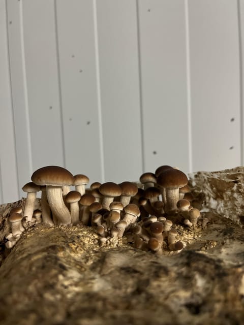 GUIDED TOUR + TASTE IN A MUSHROOM FARM - Should you book? My call