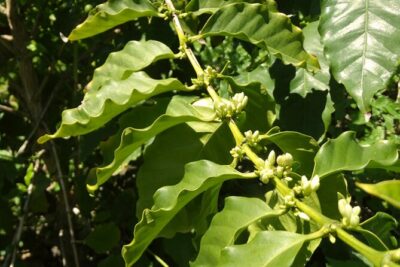 Guided Tour to the only coffee farm in Europe - What you’ll do on the guided walk (and why it works)