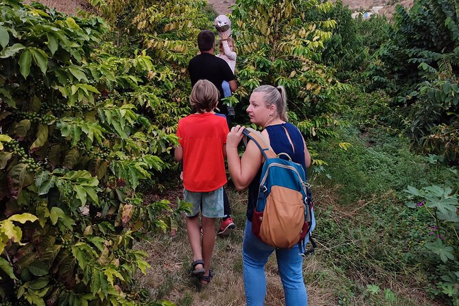 Guided Tour to the only coffee farm in Europe - Practical tips that make the difference