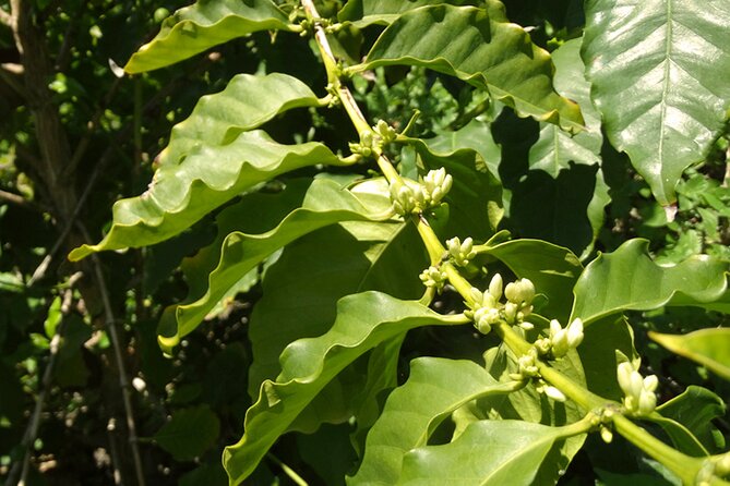 Guided Tour to the only coffee farm in Europe - What you’ll do on the guided walk (and why it works)