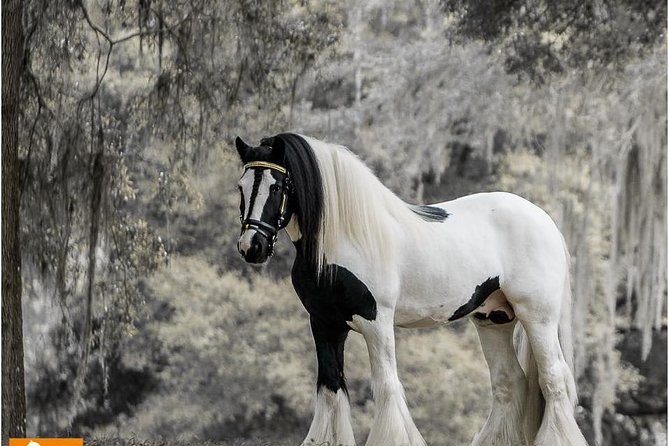 Gypsy Gold Horse Farm Tour - Key highlights you’ll actually care about