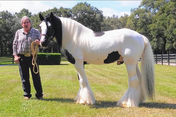 Gypsy Gold Horse Farm Tour - Dennis Thompson’s breed story: the first 45 minutes