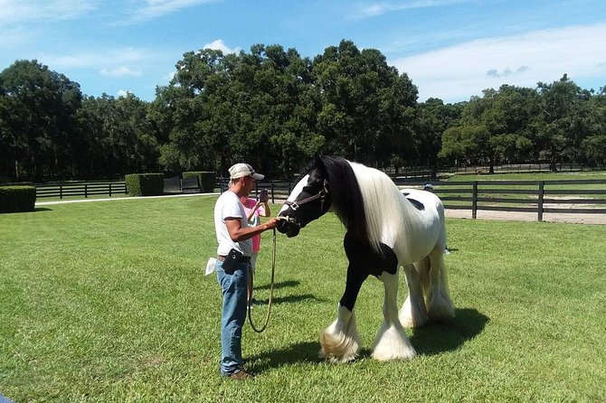 Gypsy Gold Horse Farm Tour - Meet-and-greet time: photos, petting, and carrots-and-calm moments