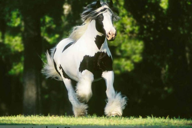 Gypsy Gold Horse Farm Tour - Erin’s stallion introduction: what makes a Vanner a Vanner