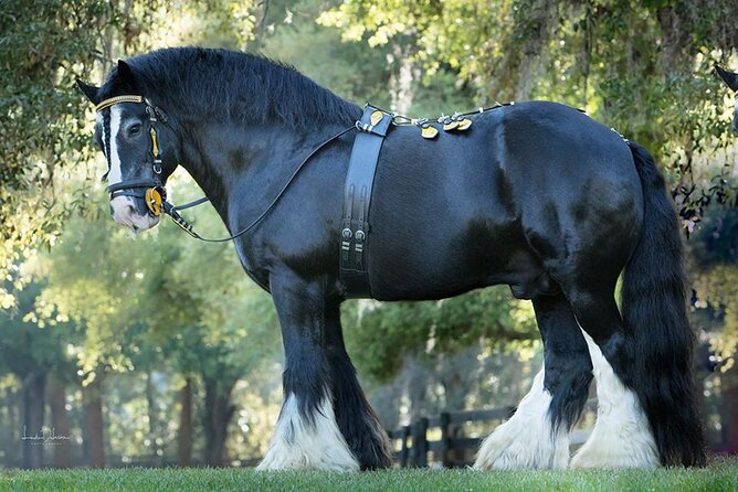 Gypsy Gold Horse Farm Walking Tour - Key things that make this tour worth your time