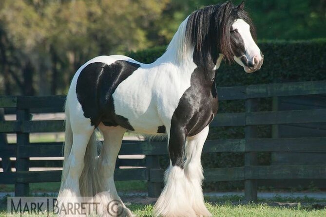 Gypsy Gold Horse Farm Walking Tour - Where you start: finding the farm and timing your visit