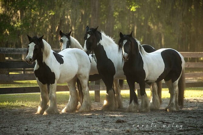Gypsy Gold Horse Farm Walking Tour - Group size, pace, and interaction: what to expect with up to 40 people