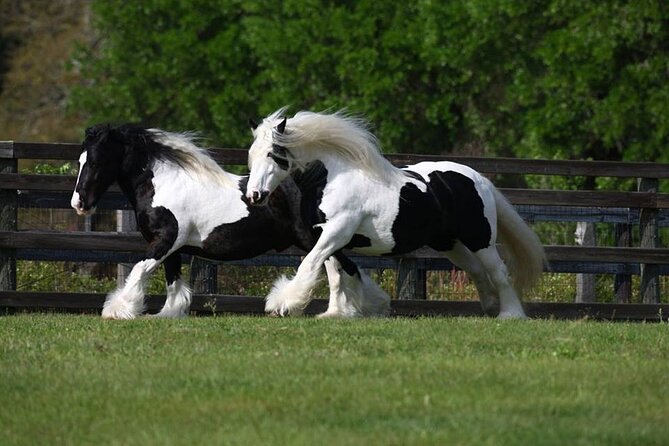 Gypsy Gold Horse Farm Walking Tour - Weather, outdoor timing, and keeping your expectations realistic