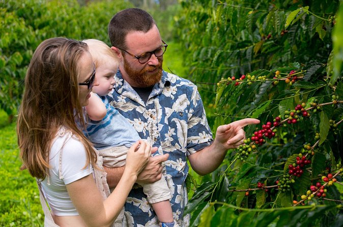 Hala Tree Coffee Farm Tour - From Harvest to Roasting: The Steps That Shape Flavor
