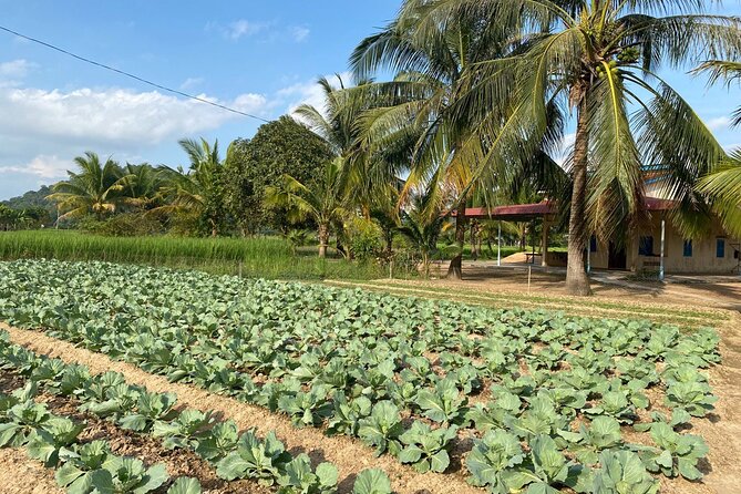 Half-Day Adventure to the Pepper Farm by Scooter - Stop 2: Salt farm basics, plus a chance to taste