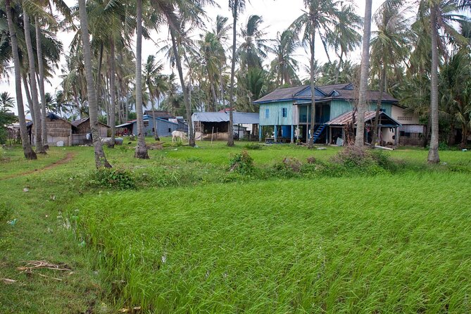 Half-Day Adventure to the Pepper Farm by Scooter - Stop 3: Paddy fields and traditional rice growing