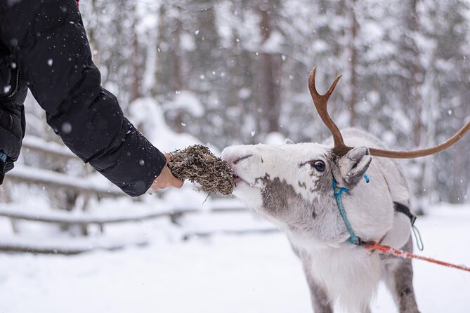 Half-Day Experience in Local reindeer farm in Lapland - Why a 2km reindeer sled ride near Rovaniemi feels special