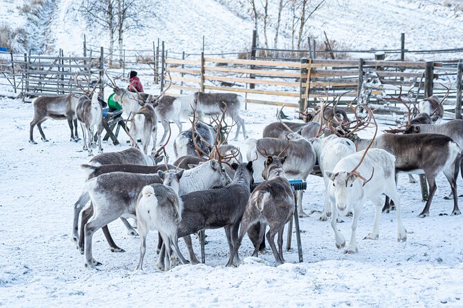 Half-Day Experience in Local reindeer farm in Lapland - Price and value: is $205.15 actually fair?