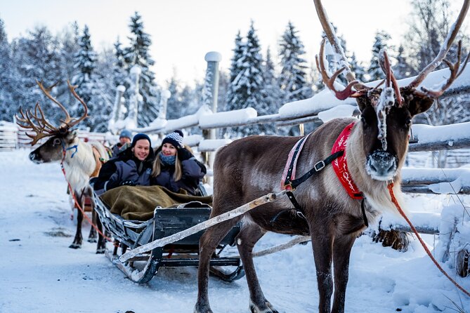 Half-Day Experience in Local reindeer farm in Lapland - Who should book this reindeer farm tour