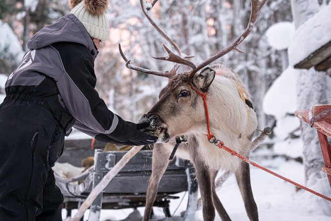 Half-Day Experience in Local reindeer farm in Lapland - Tips to make your ride feel calm (not rushed)