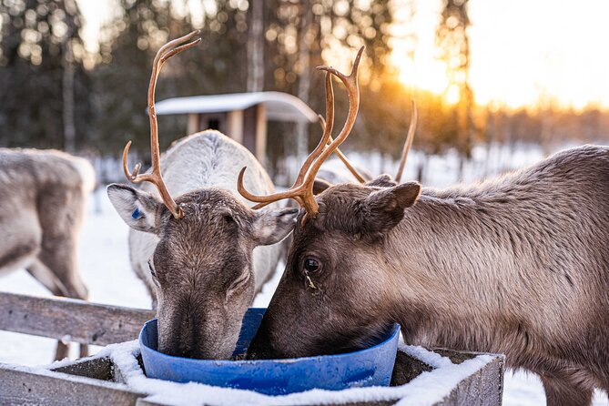 Half-Day Experience in Local reindeer farm in Lapland - Should you book this half-day reindeer farm experience?