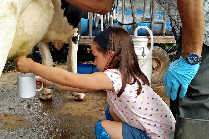 Half-Day Farm Visit and Cow Milking Experience - Key highlights to expect