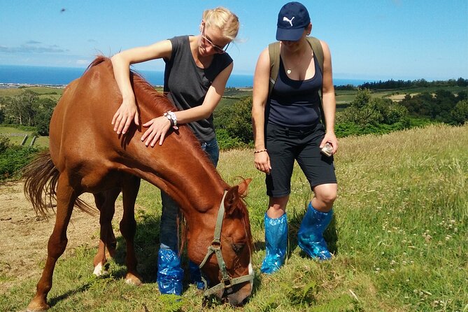 Half-Day Farm Visit and Cow Milking Experience - Why this Terceira cow-milking tour feels like a real farm morning