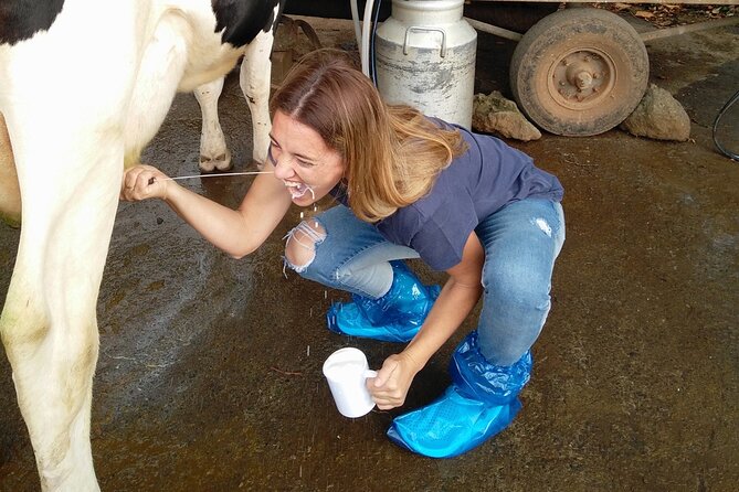 Half-Day Farm Visit and Cow Milking Experience - Cheese and wine at a private Azorean house: the part that makes it feel complete
