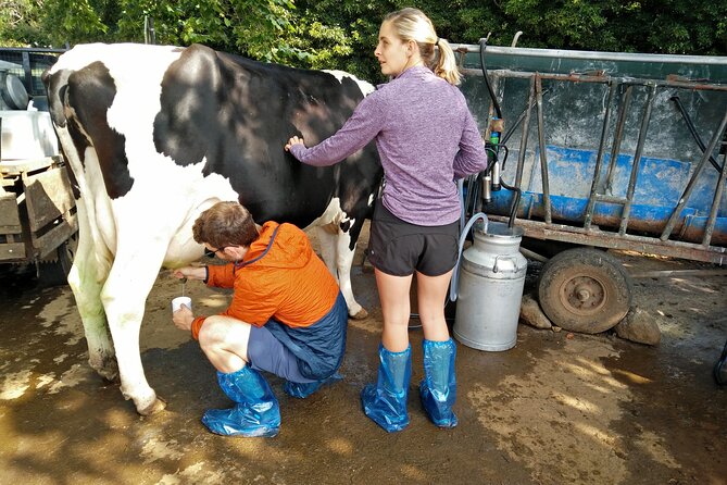 Half-Day Farm Visit and Cow Milking Experience - Price and value: is $72.09 a smart spend?