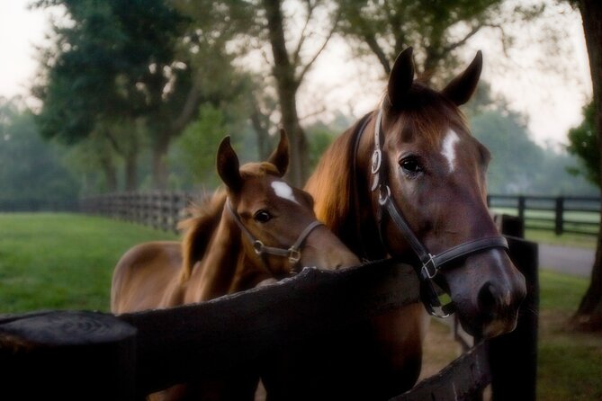 Half-Day Thoroughbred Horse Farm Tour in Kentucky - Thoroughbred Heritage Visitors Center: The Lesson Before the Horse Time