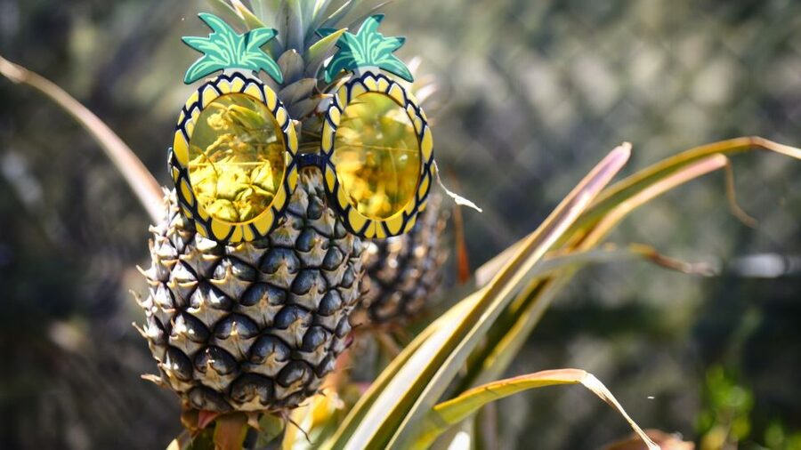 Hali'imaile: Pineapple Farm Tour - Key Takeaways Before You Go
