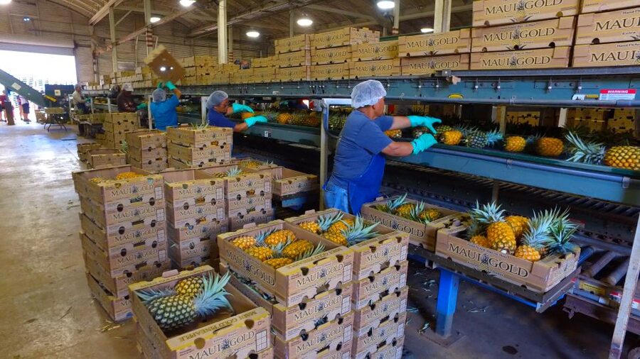 Hali'imaile: Pineapple Farm Tour - The 90-Minute Flow: Grove Walk, Factory Stops, and Tastings