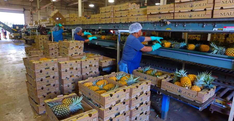 Hali'imaile: Pineapple Farm Tour - Small Planning Details That Matter on Maui