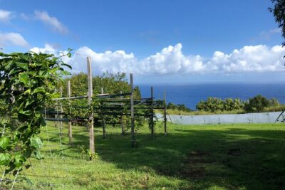 Hamakua Coast Farm Small-Group Walking and Tasting Tour - Price, time, and group size: what $49 buys you