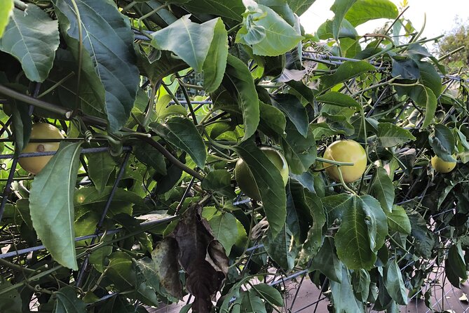 Hamakua Coast Farm Small-Group Walking and Tasting Tour - Who this tour fits best (and who might skip it)
