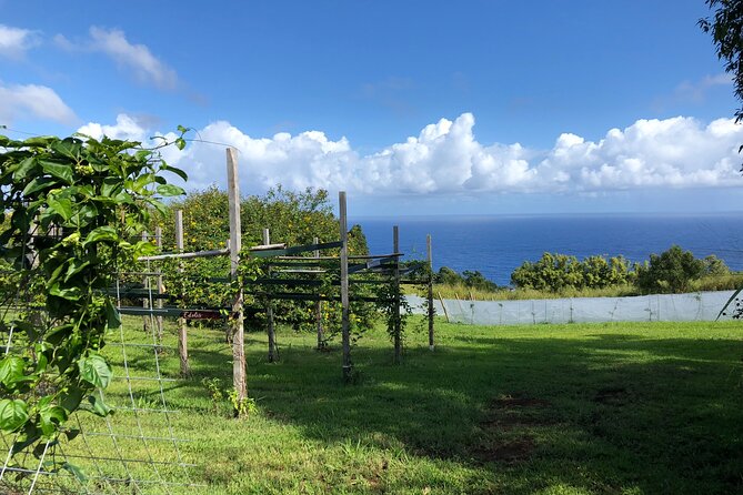 Hamakua Coast Farm Small-Group Walking and Tasting Tour - Price, time, and group size: what $49 buys you