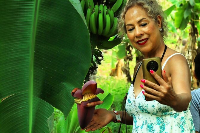 Hands-on Mexican Farm Experience: from Cow to Cheese - Tropical Fruit Trees and Seasonal Bites Straight From the Branch