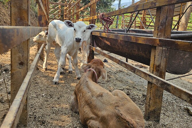 Hands-on Mexican Farm Experience: from Cow to Cheese - Cheese-Making Steps You Can Actually Follow