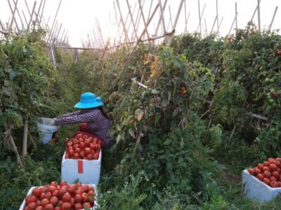 Hanoi Farm Tour and Cooking Class with Local Family - Entering the 1000-Year-Old Market: What You’ll See and How to Read It