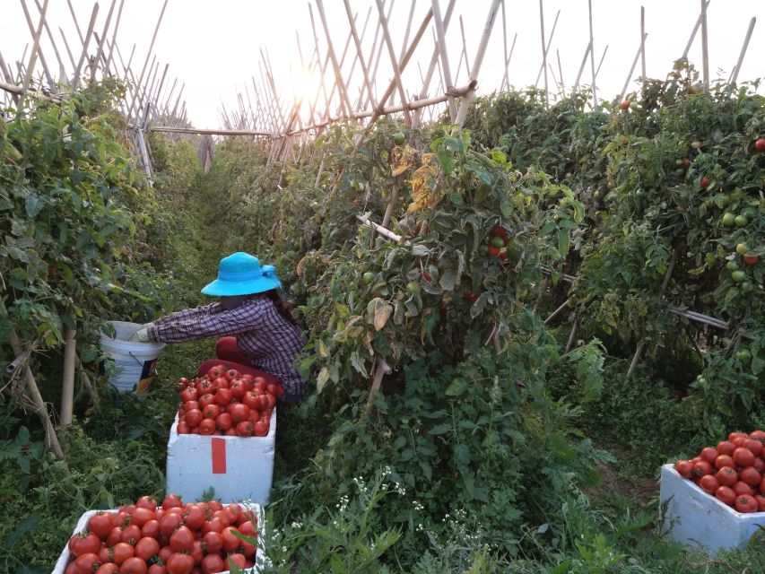 Hanoi Farm Tour and Cooking Class with Local Family - Entering the 1000-Year-Old Market: What You’ll See and How to Read It