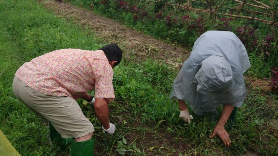 Hanoi: Village Farm Tour and Cooking Class with Lunch - Tips to Plan Smart Before You Go