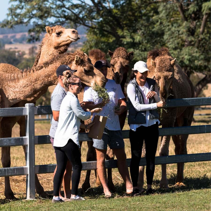 Harrisville: Summer Land Camel Farm Tour with Tasting - Key highlights worth circling