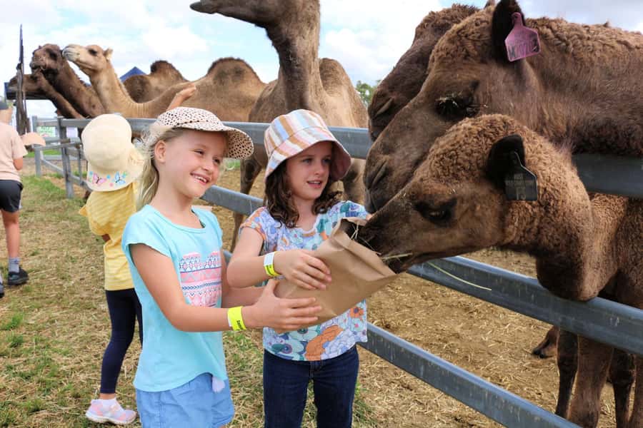 Harrisville: Summer Land Camel Farm Tour with Tasting - The 45-minute flow: check-in, camel pens, and a guided milk story